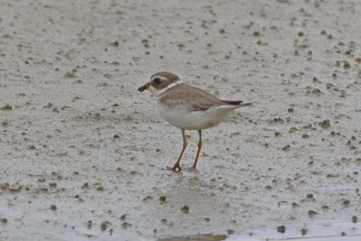 Semipalmated Plover - ML616953360