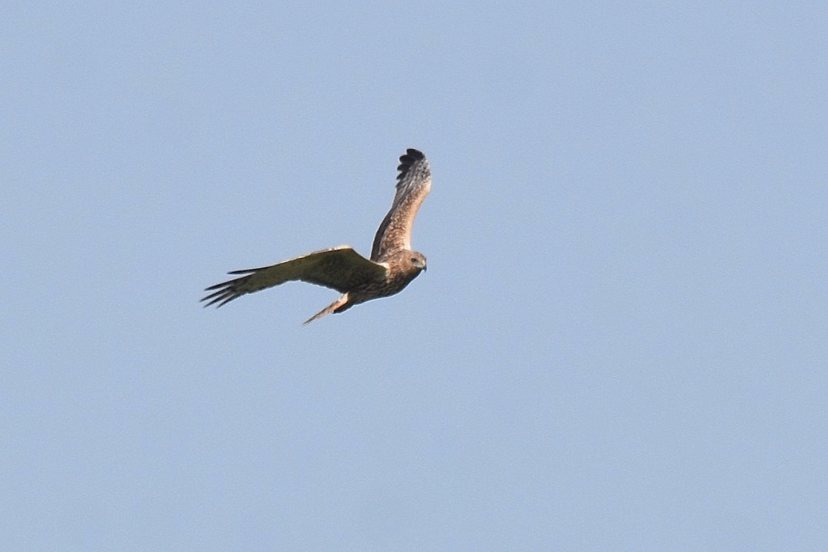 Eastern Marsh Harrier - ML616953417