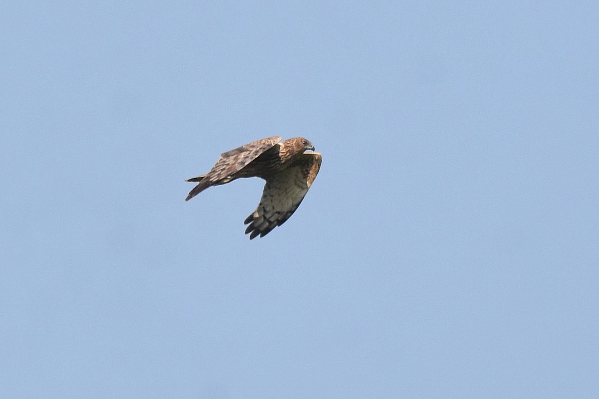 Eastern Marsh Harrier - ML616953421