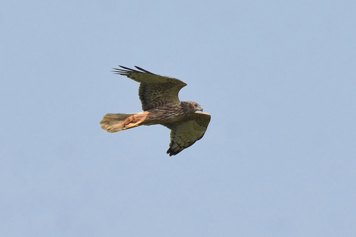 Eastern Marsh Harrier - ML616953423