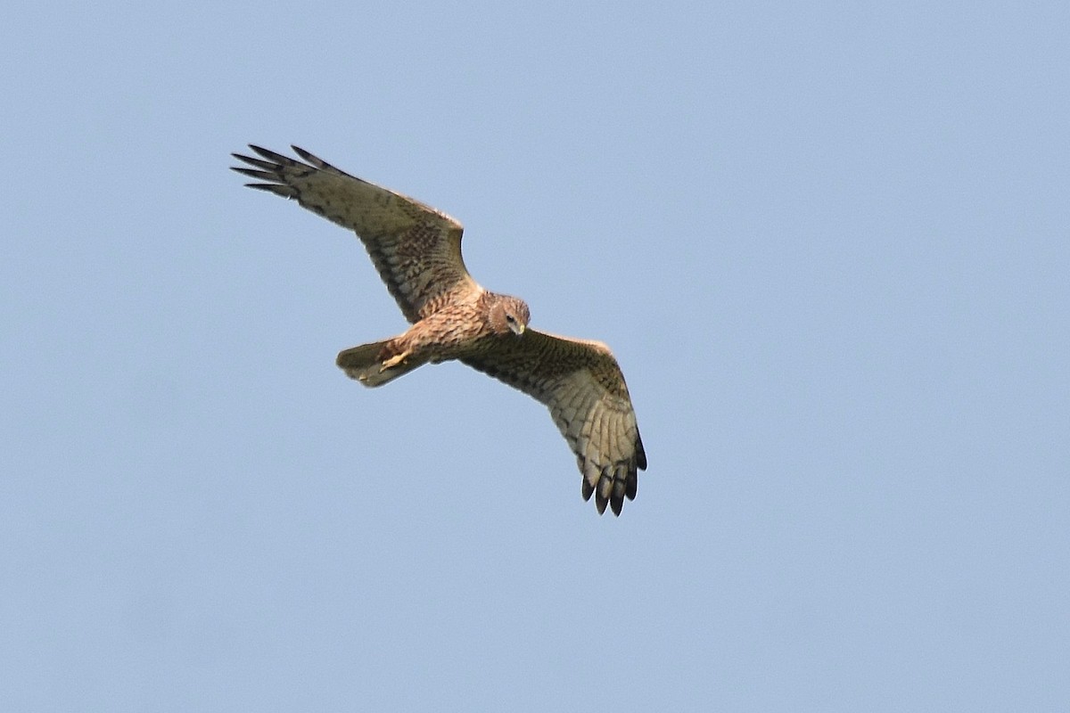 Eastern Marsh Harrier - ML616953424