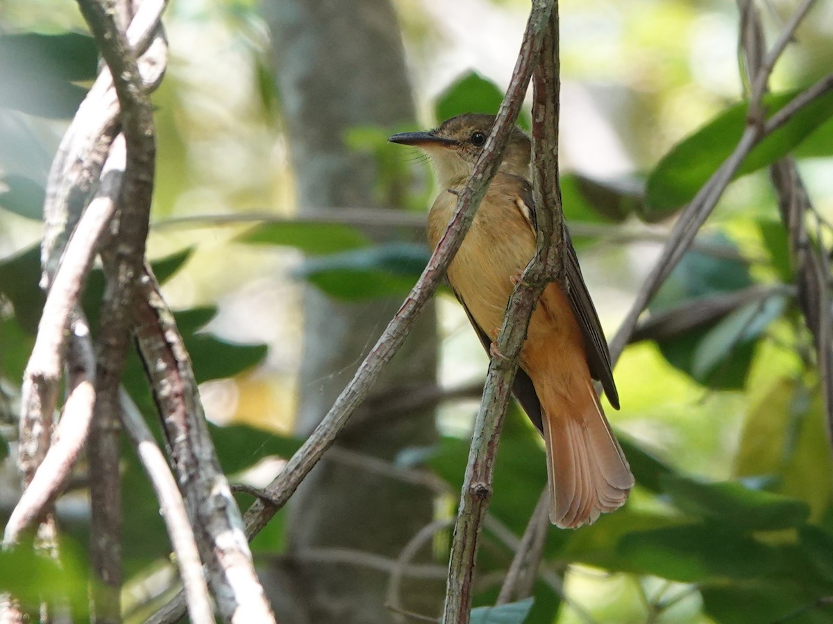 Tropical Royal Flycatcher (Northern) - Liz Soria