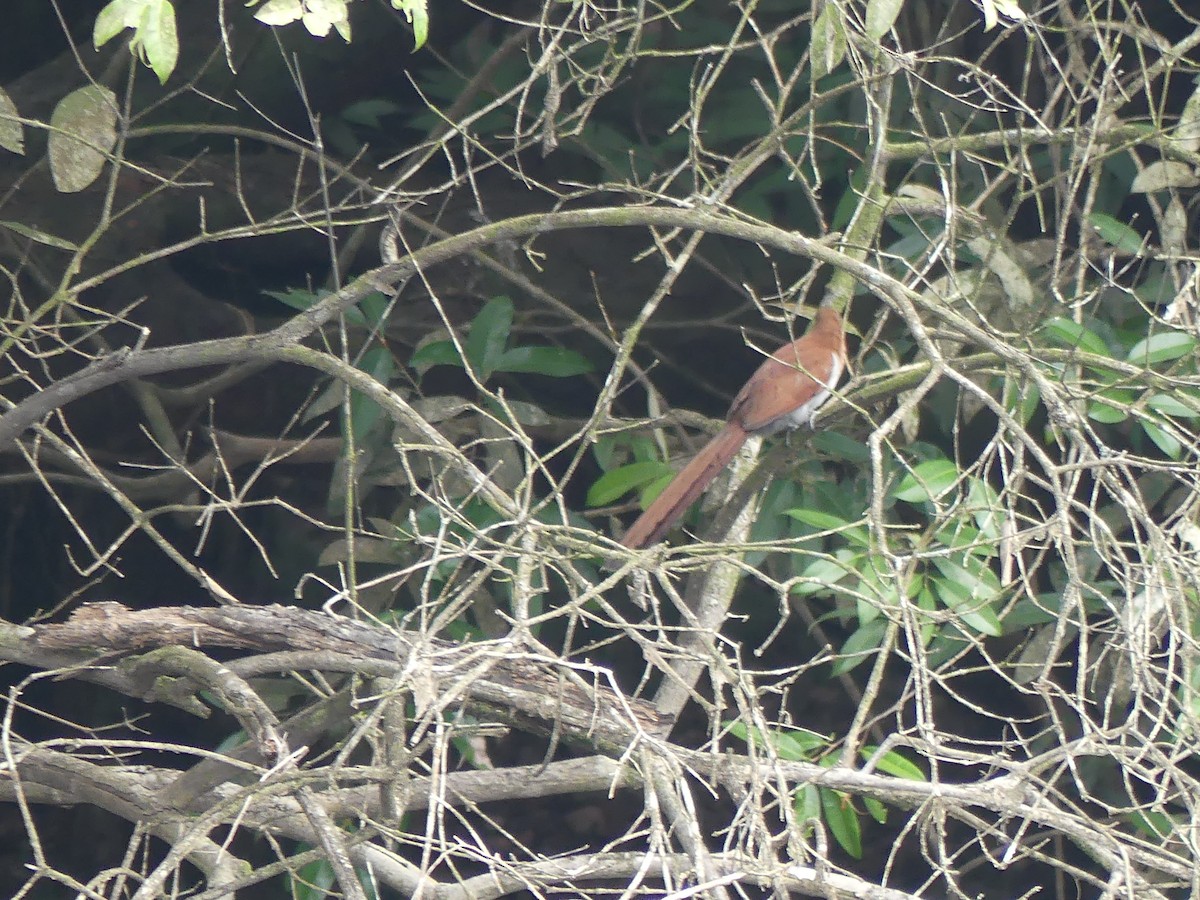 Squirrel Cuckoo - ML616953511