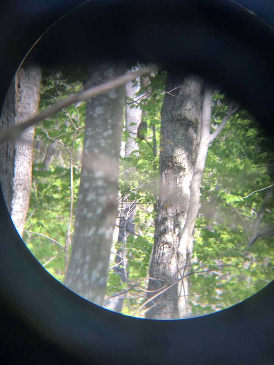 Barred Owl - ML616953576