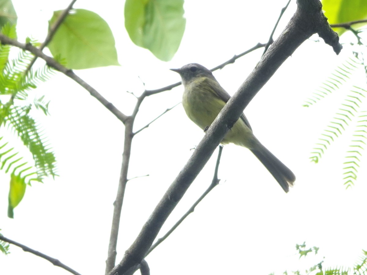 Greenish Elaenia - Liz Soria