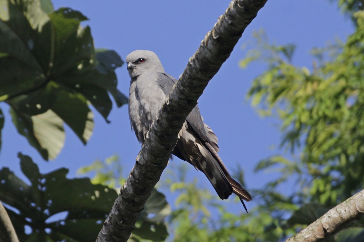 Plumbeous Kite - Gabriel Carbajales