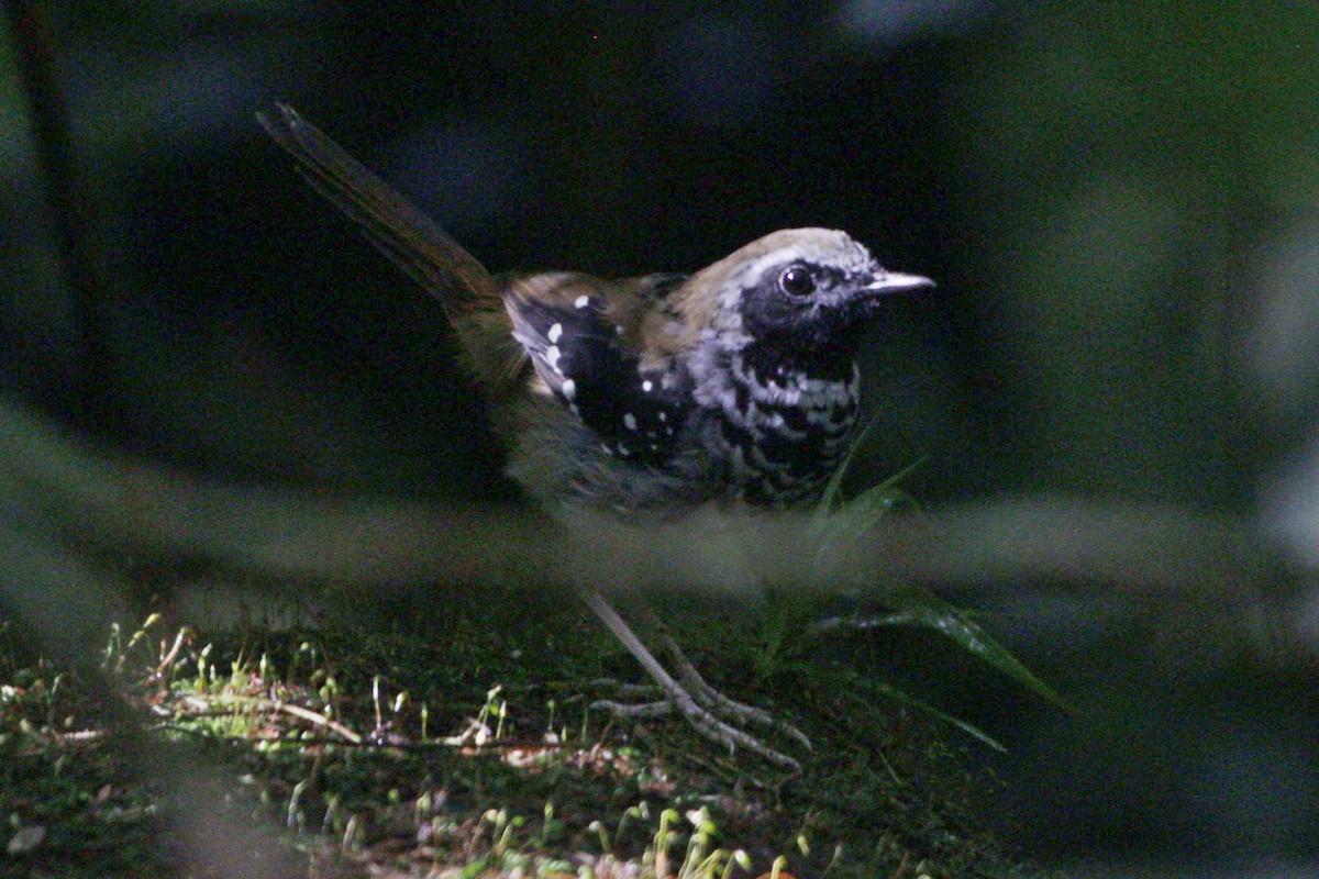 Squamate Antbird - Gabriel Carbajales