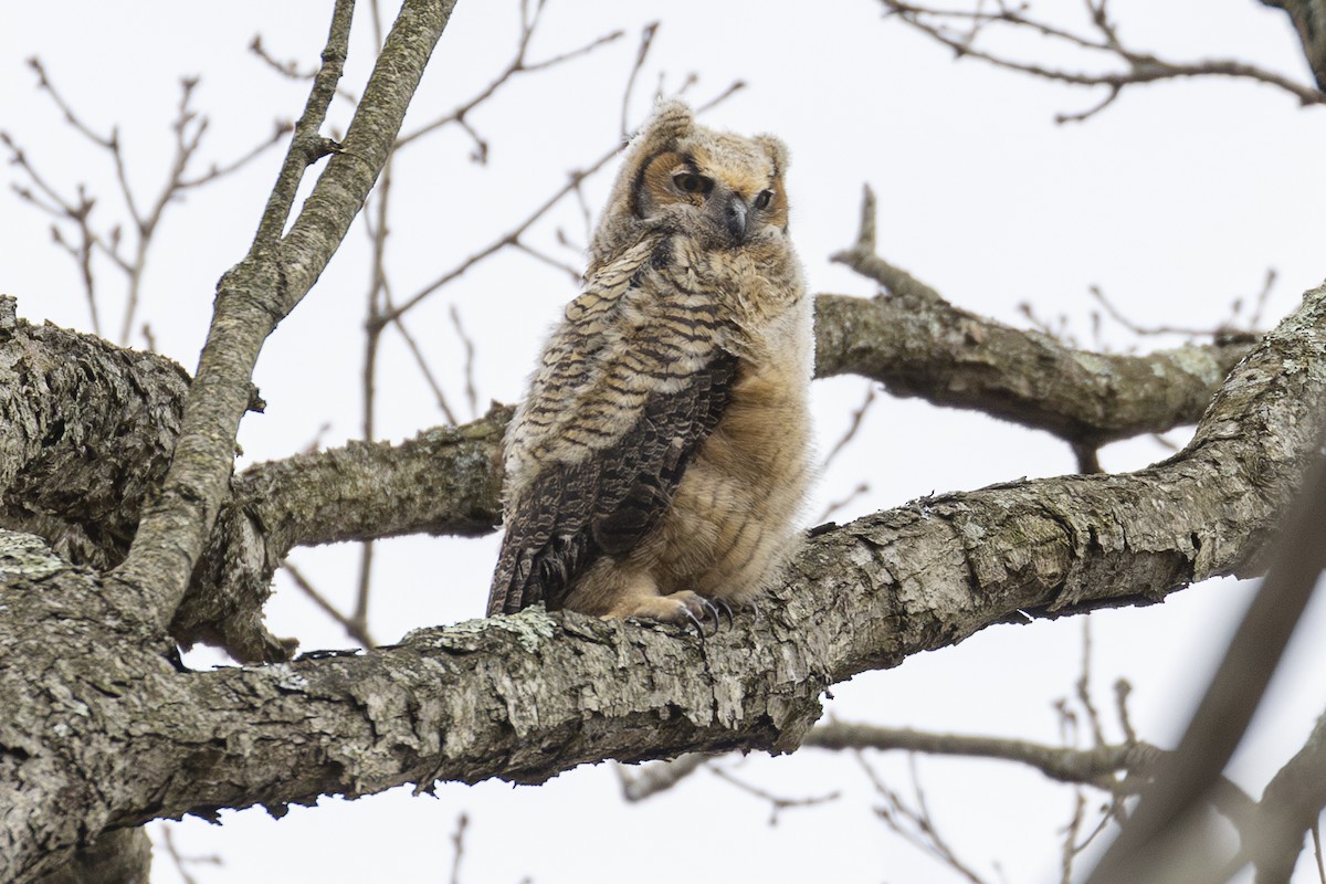 Great Horned Owl - ML616953684