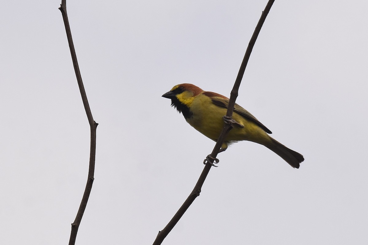 Moineau flavéole - ML616953689