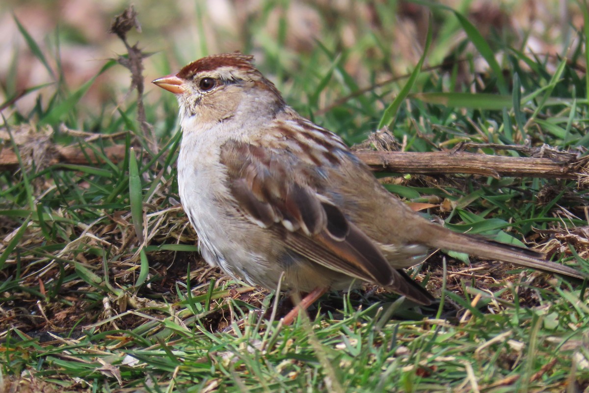 White-crowned Sparrow - ML616953692