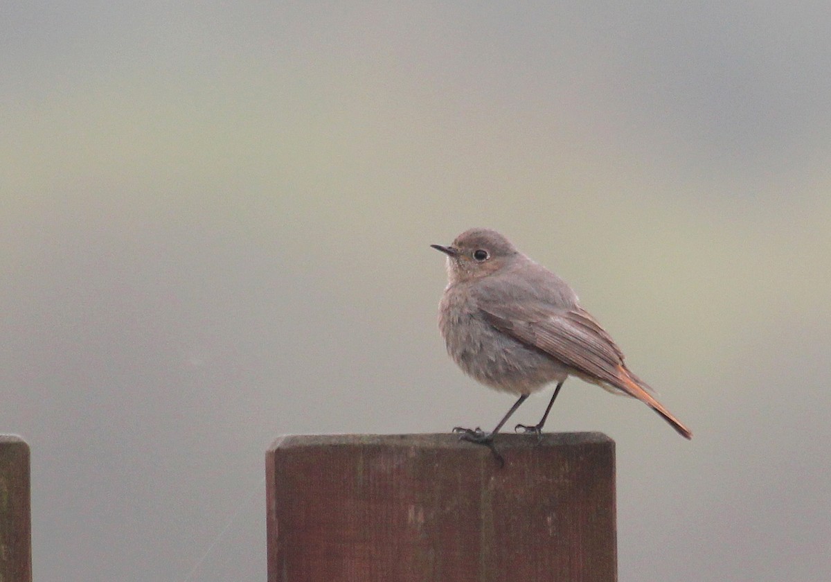 Black Redstart - ML616953768