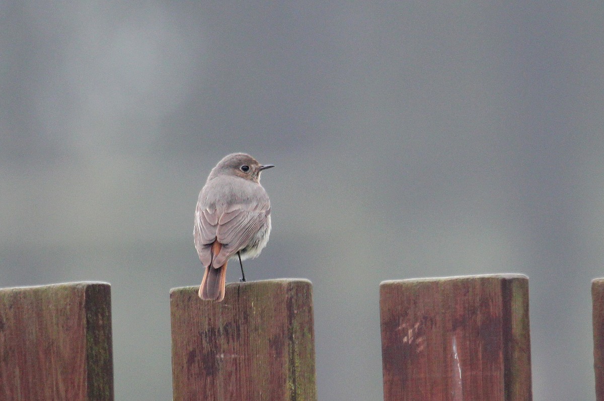 Black Redstart - ML616953770