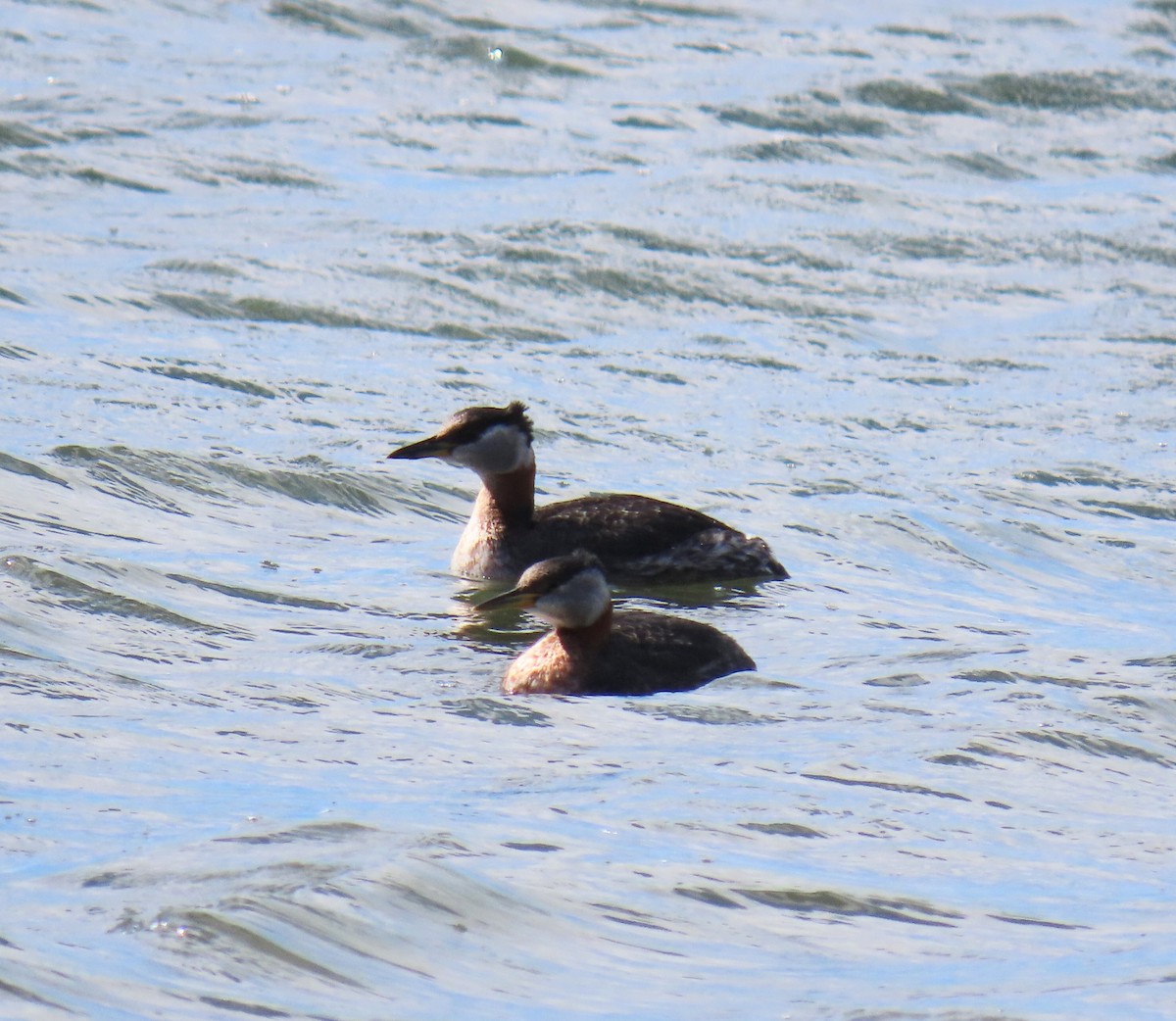 Red-necked Grebe - ML616953820