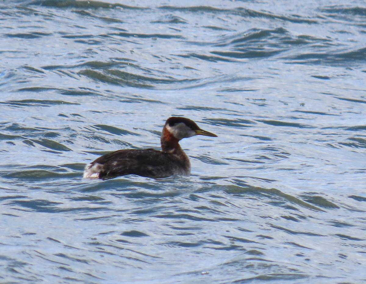 Red-necked Grebe - ML616953821