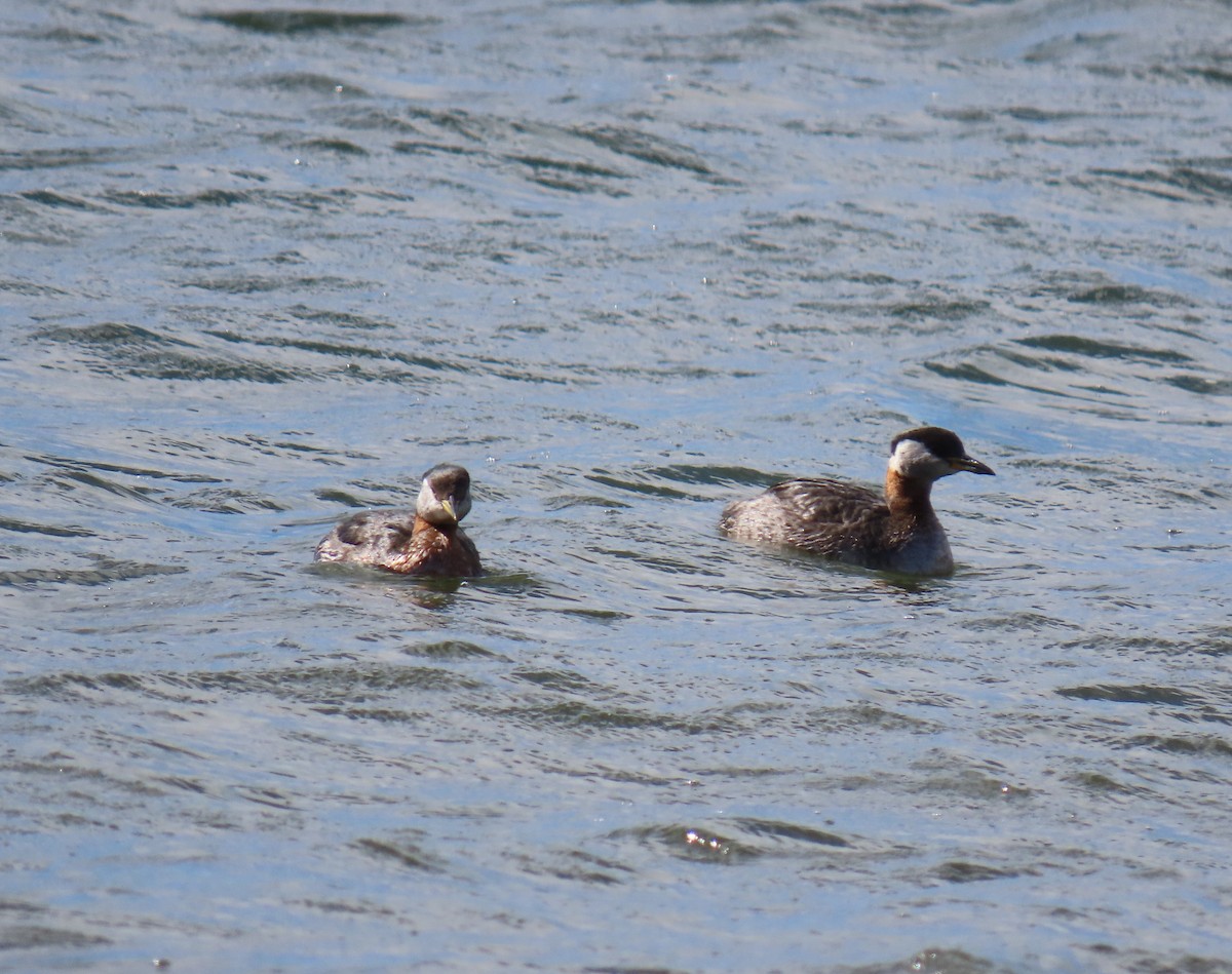 Red-necked Grebe - ML616953822