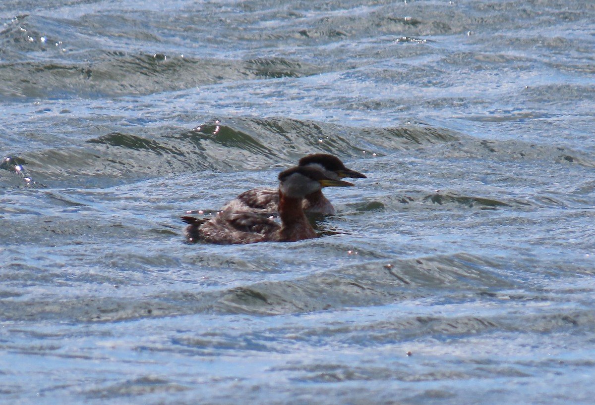 Red-necked Grebe - ML616953823