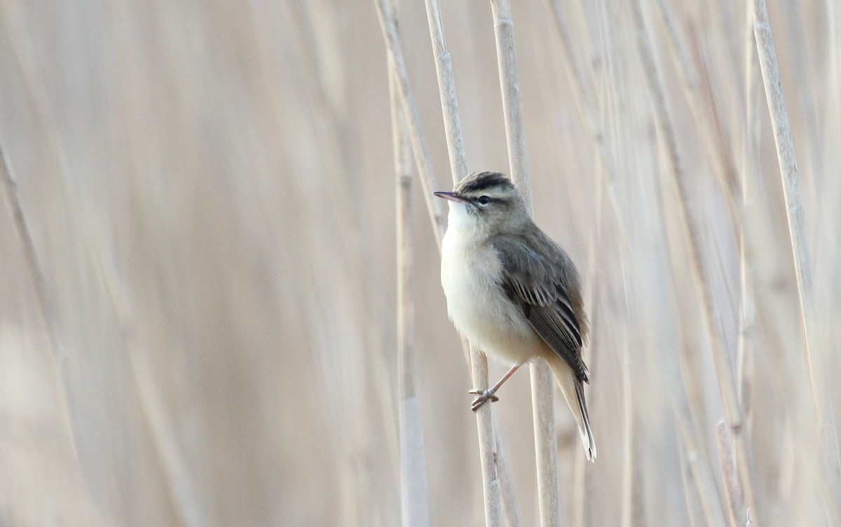 Sedge Warbler - ML616953832