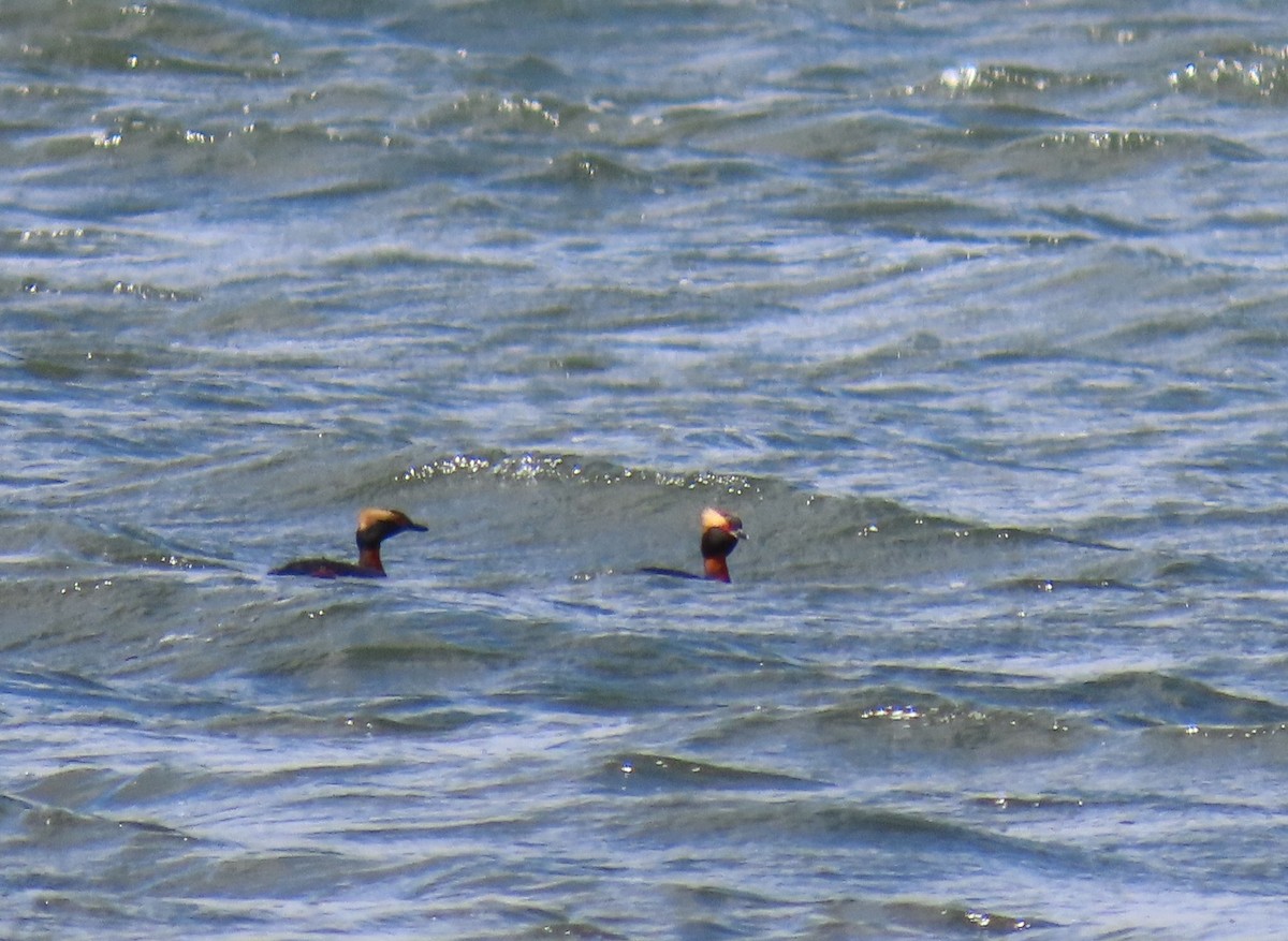 Horned Grebe - ML616953874