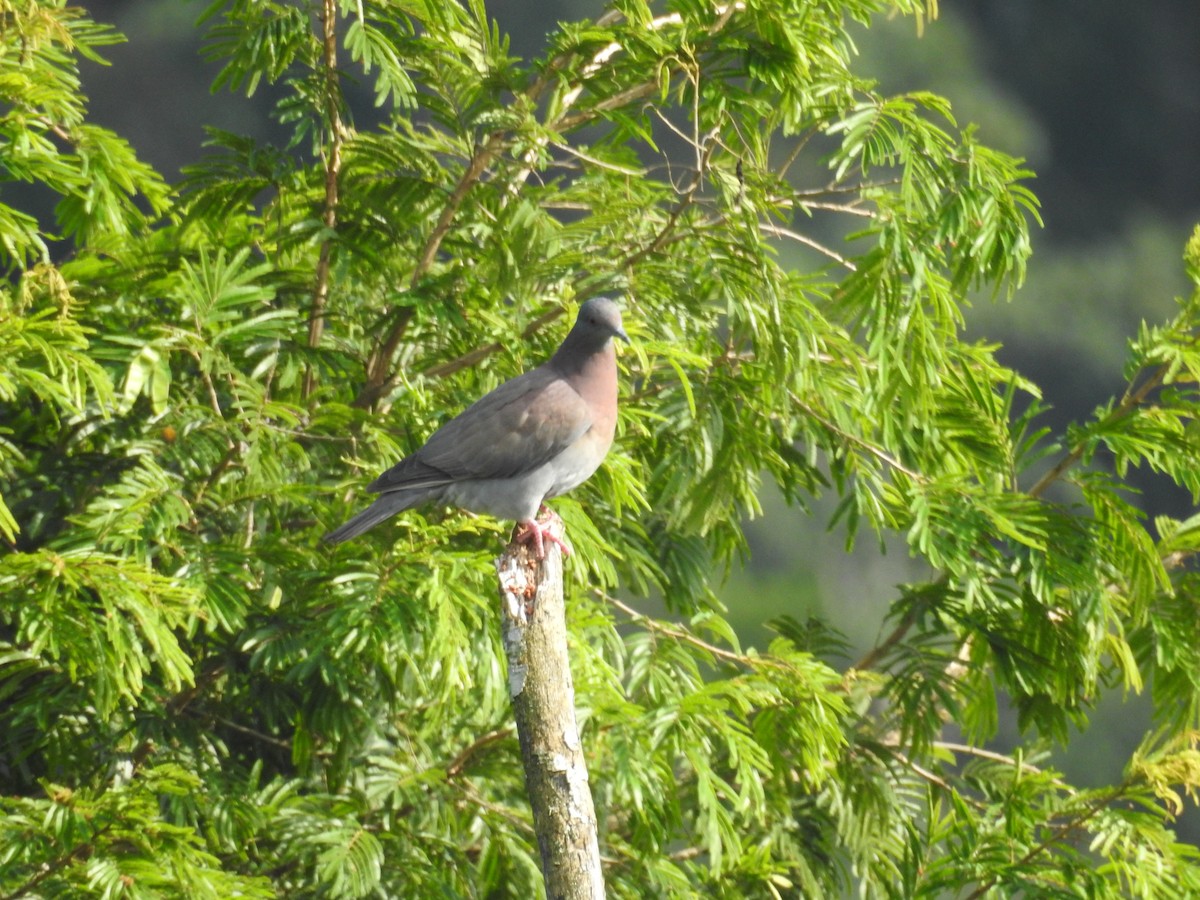 Pigeon rousset - ML616953887