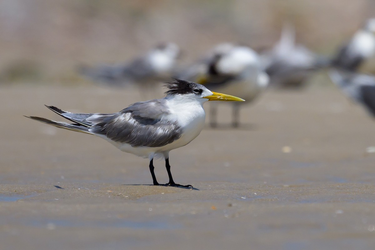 Great Crested Tern - Sylvain Reyt