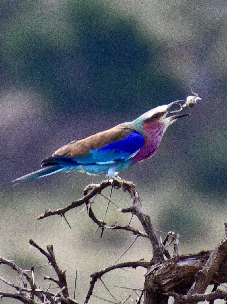 Lilac-breasted Roller - ML616953953