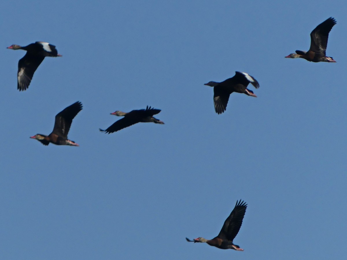 Black-bellied Whistling-Duck - Blythe Brown