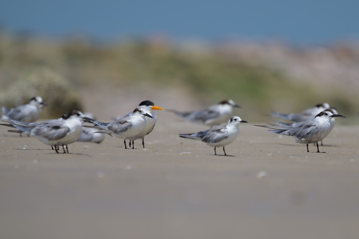 Common Tern - Sylvain Reyt