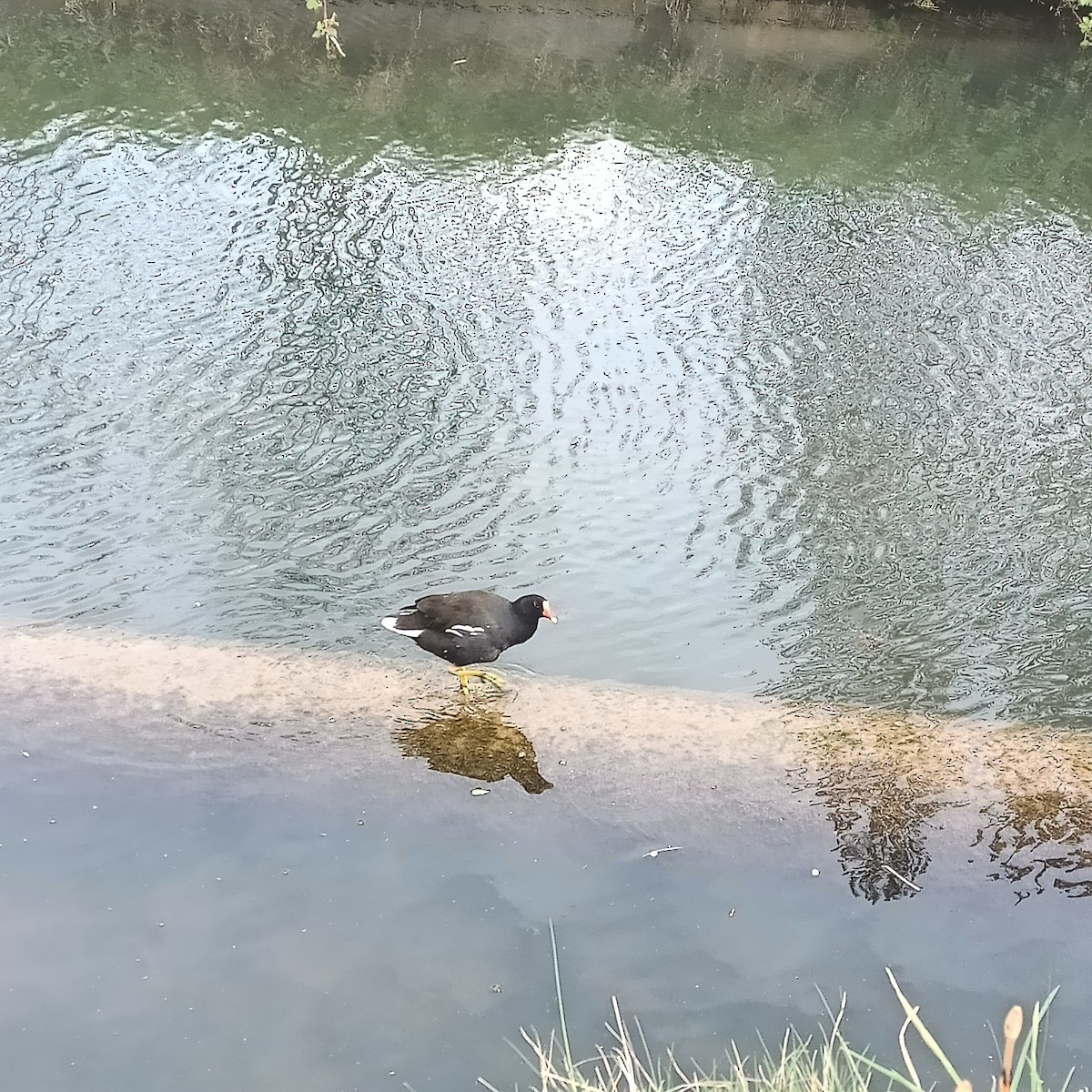 Eurasian Moorhen - ML616954007