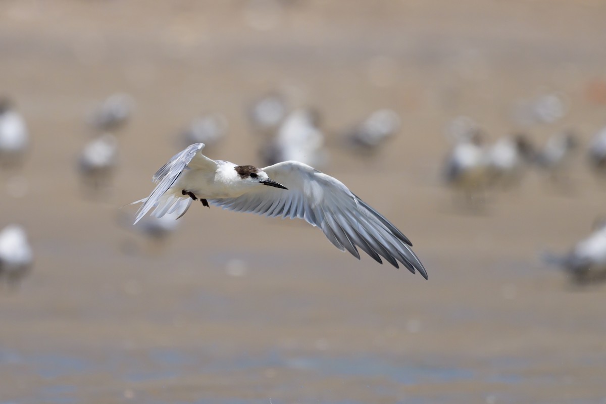 Common Tern - Sylvain Reyt