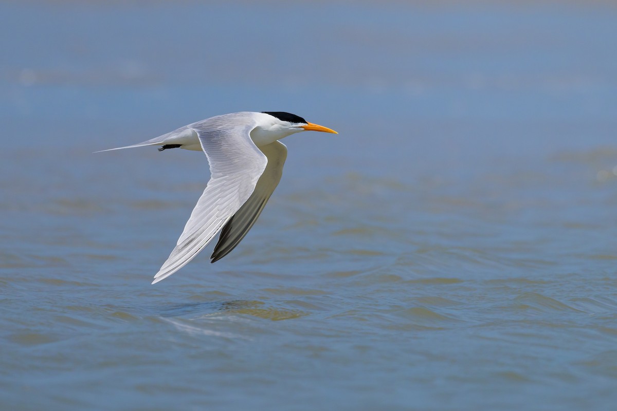 Lesser Crested Tern - ML616954052