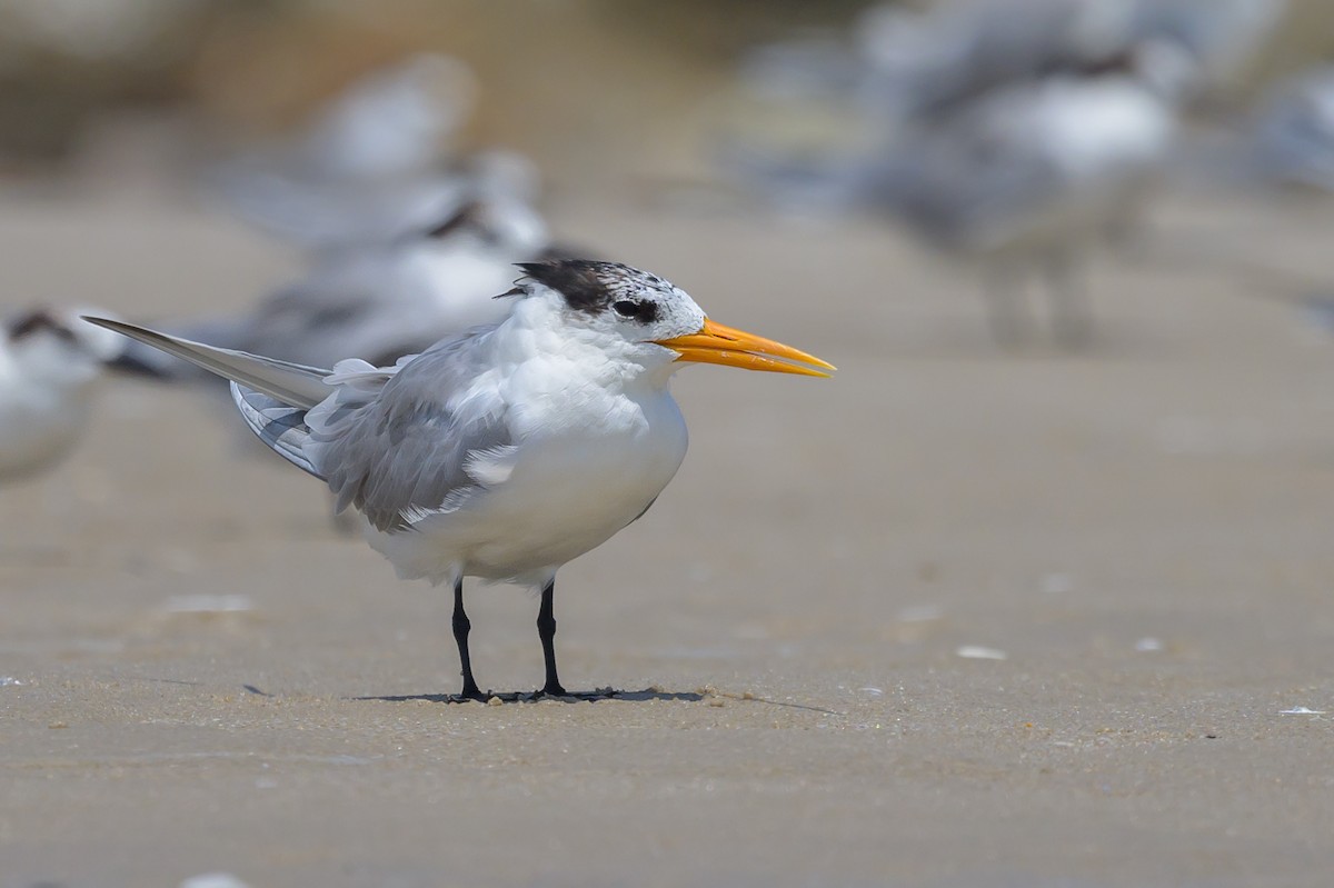 Lesser Crested Tern - ML616954062