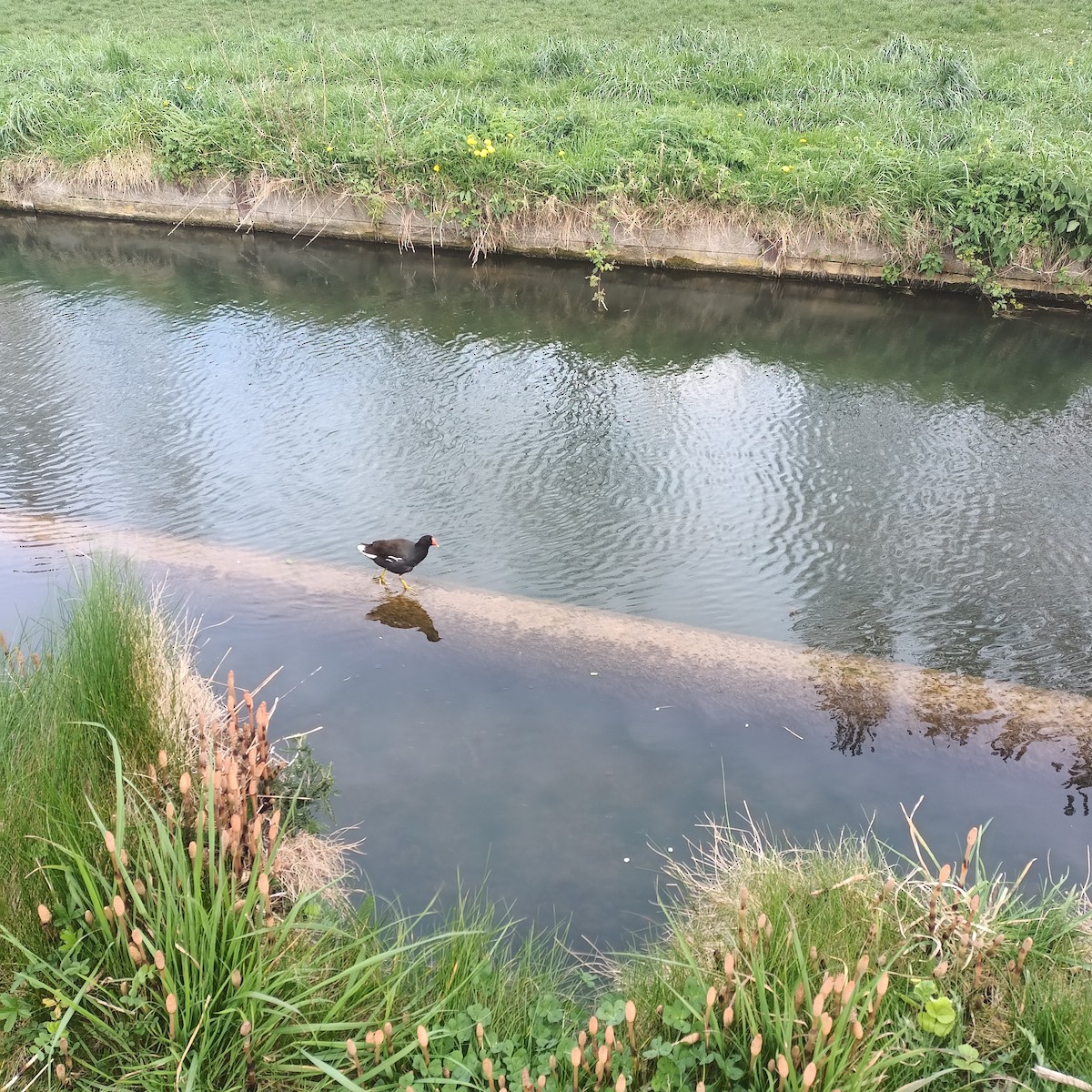 Eurasian Moorhen - ML616954070