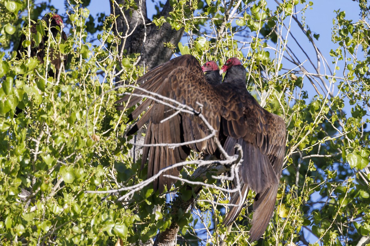 Turkey Vulture - Roxanne Evans
