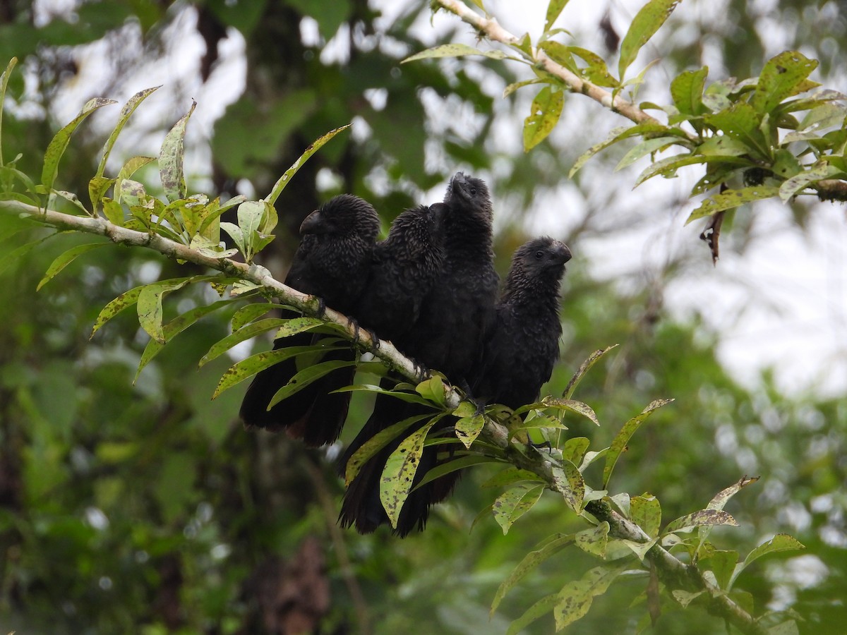 Smooth-billed Ani - ML616954091