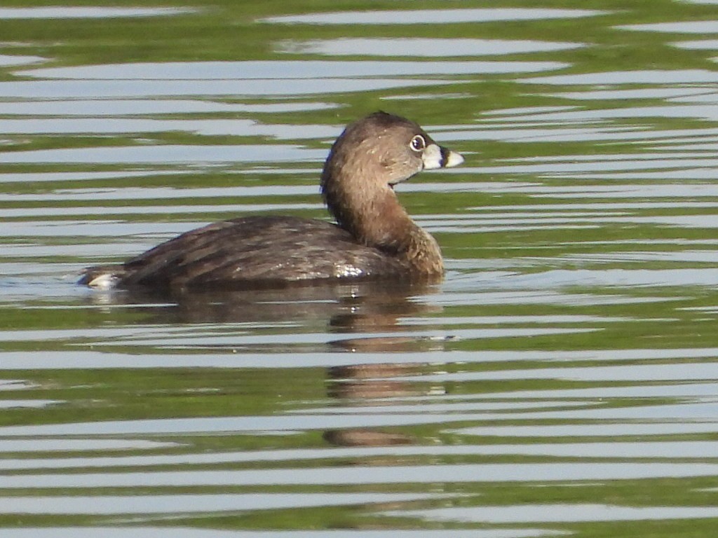 Pied-billed Grebe - ML616954095