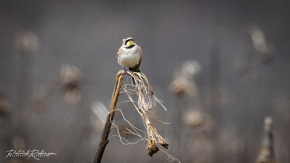 Horned Lark - Patrick Robinson