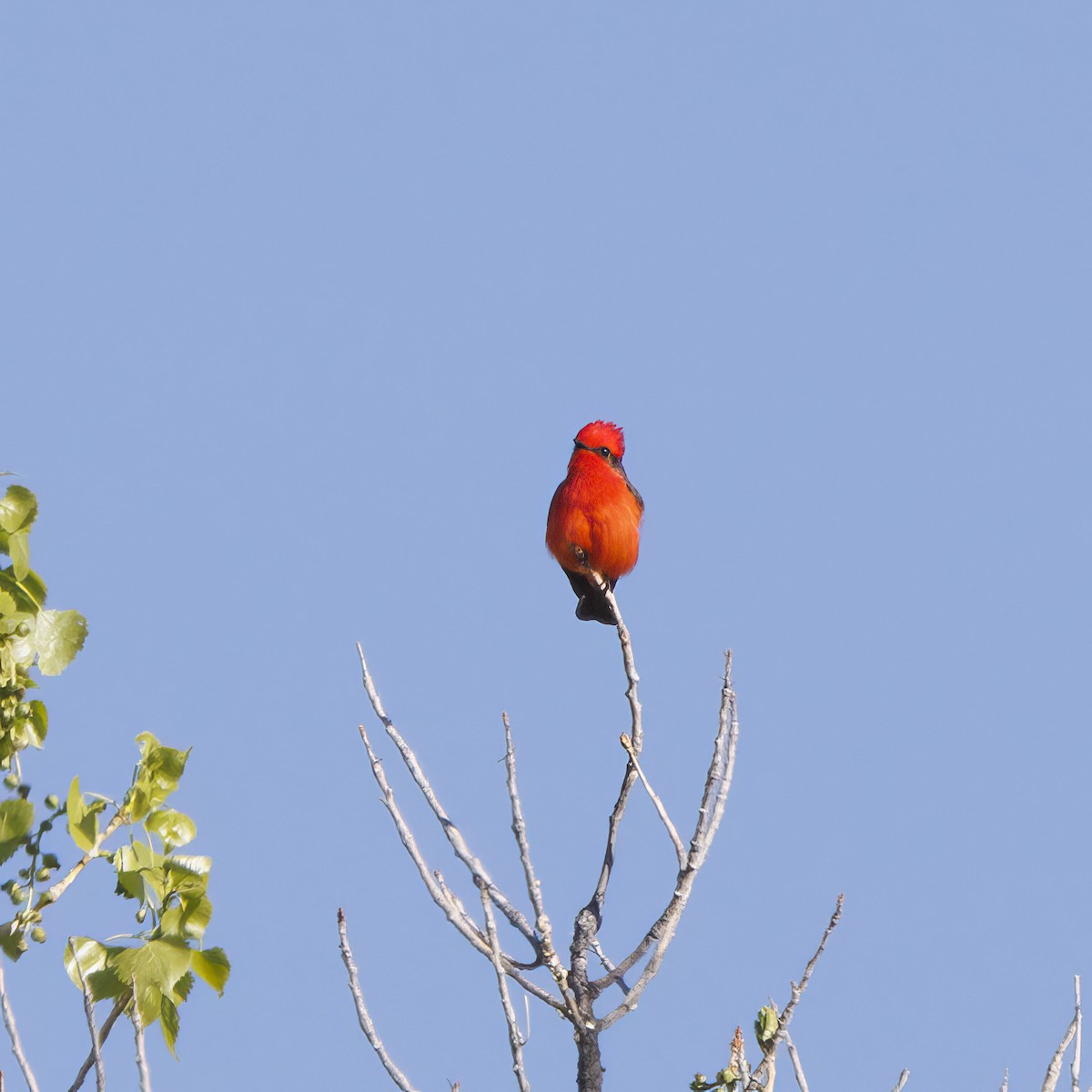 Vermilion Flycatcher - Roxanne Evans