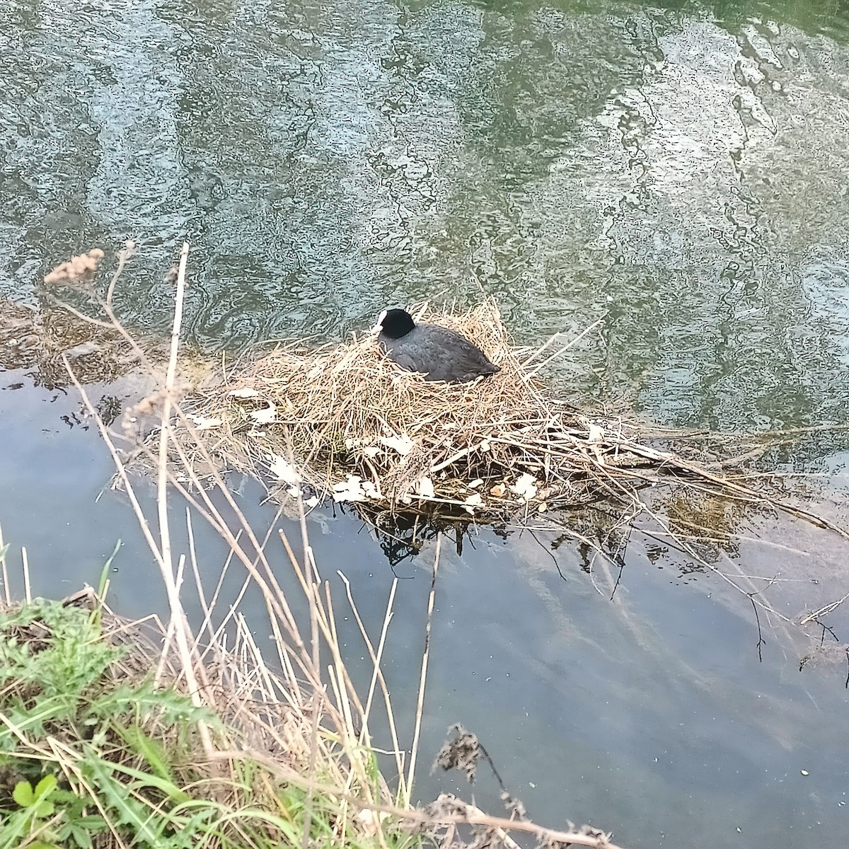 Eurasian Coot - ML616954127