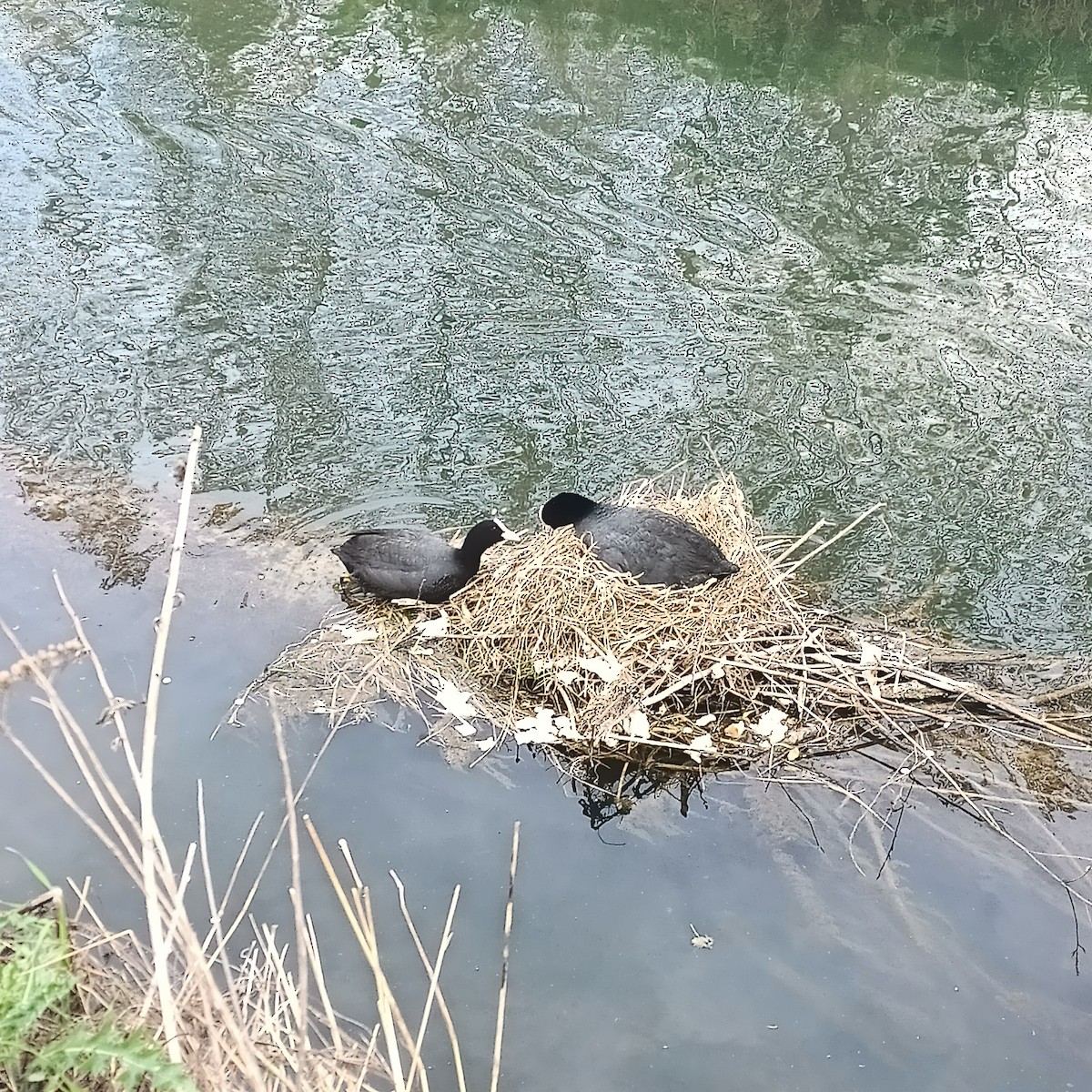 Eurasian Coot - ML616954130