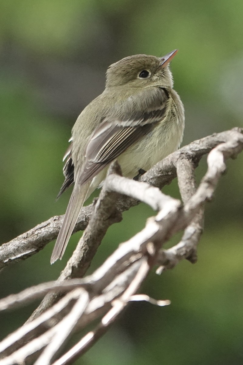 Western Flycatcher (Pacific-slope) - ML616954147