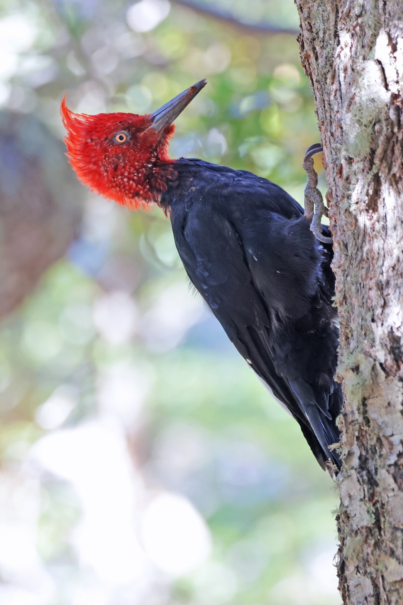 Magellanic Woodpecker - Nathan Wall