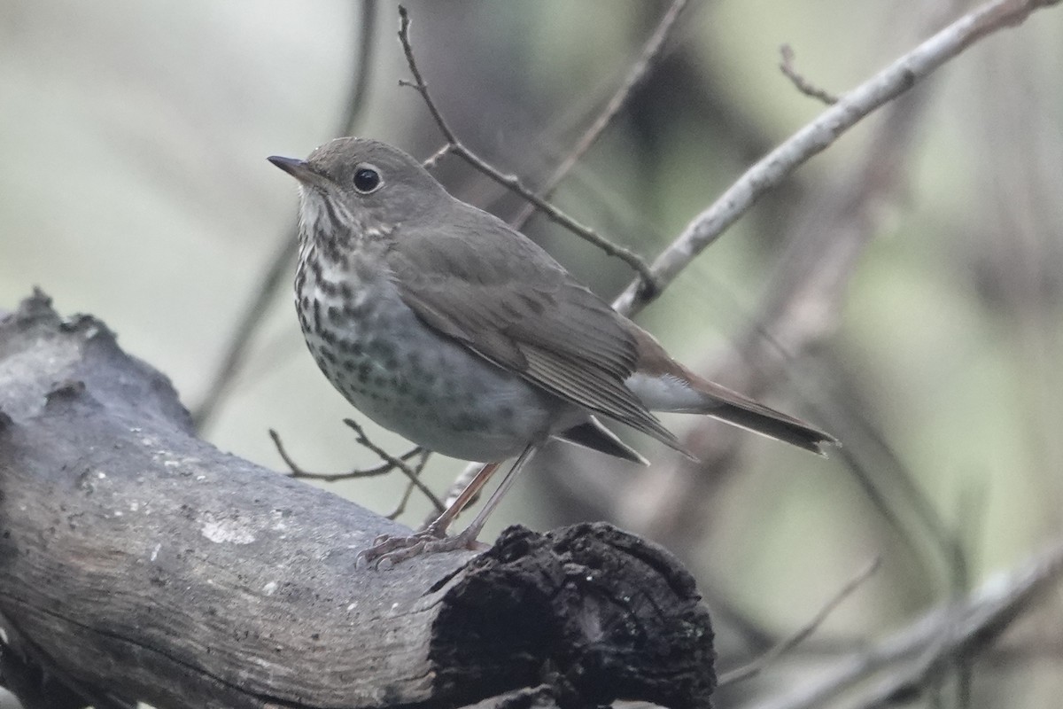 Hermit Thrush - ML616954172