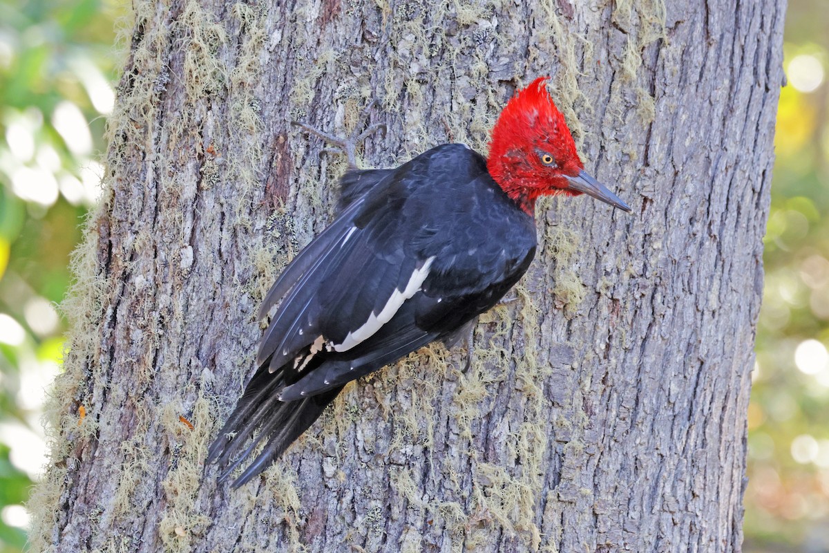 Magellanic Woodpecker - ML616954175