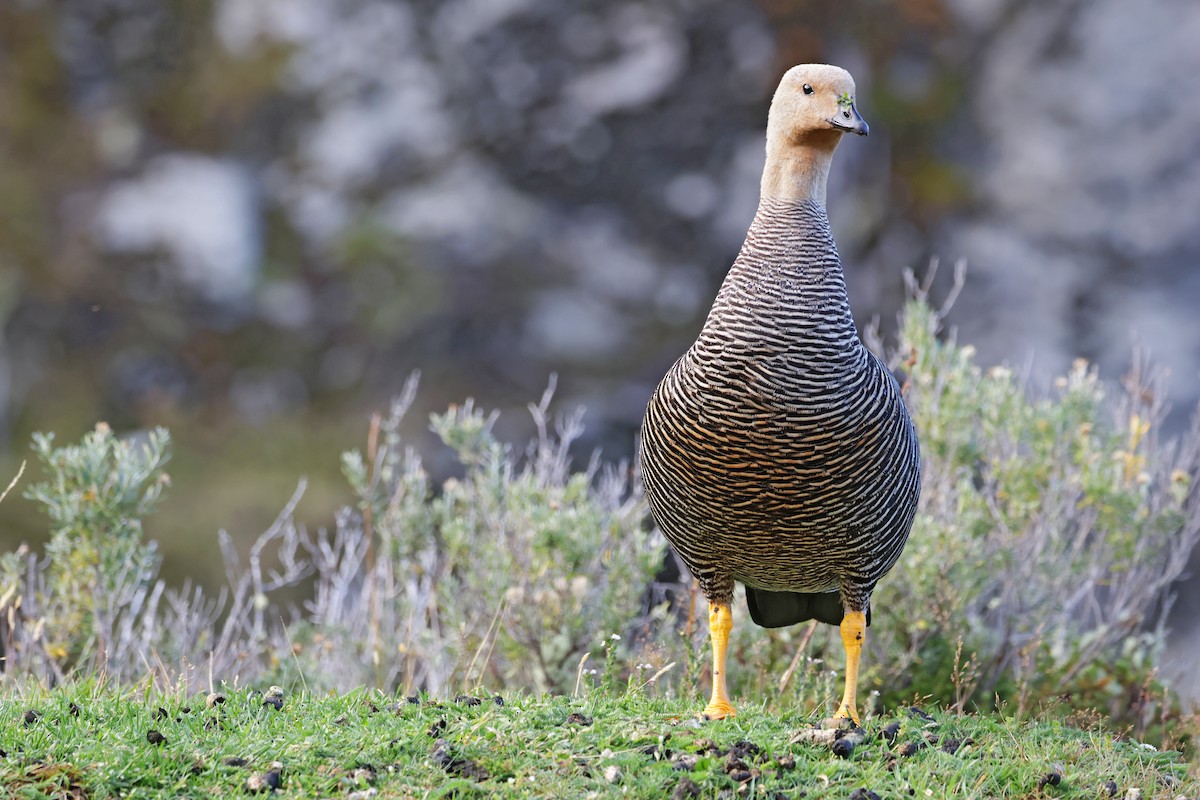 Upland Goose - Nathan Wall