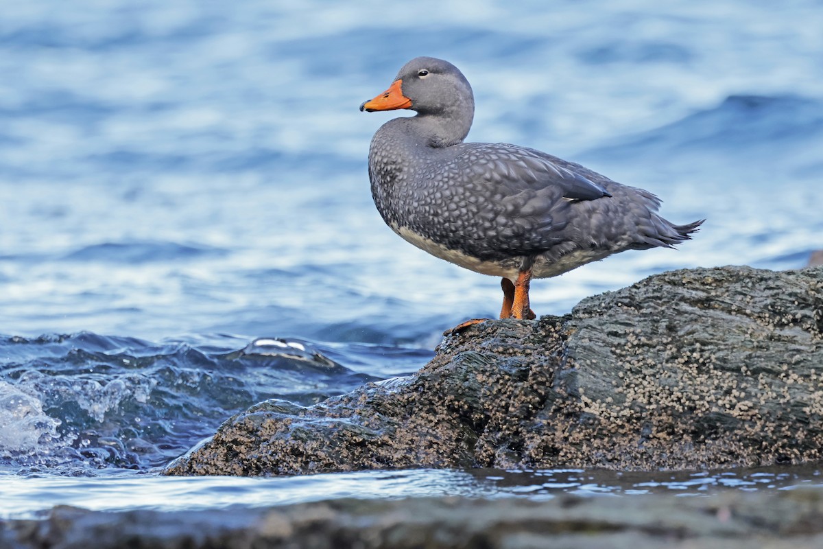 Flightless Steamer-Duck - ML616954283