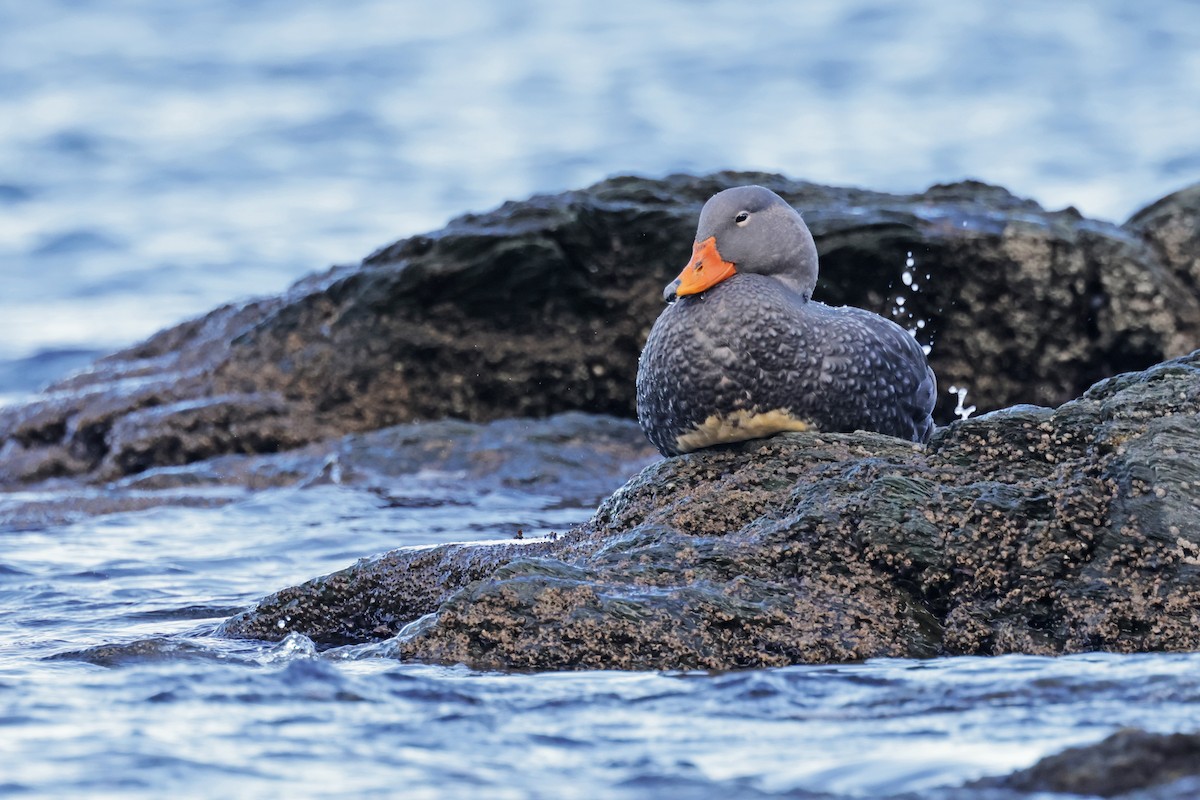 Flightless Steamer-Duck - ML616954313