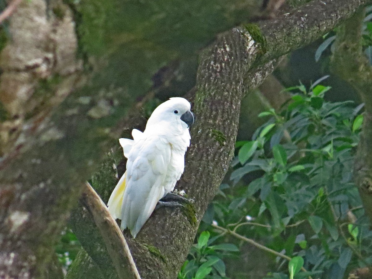 Salmon-crested Cockatoo - ML616954322