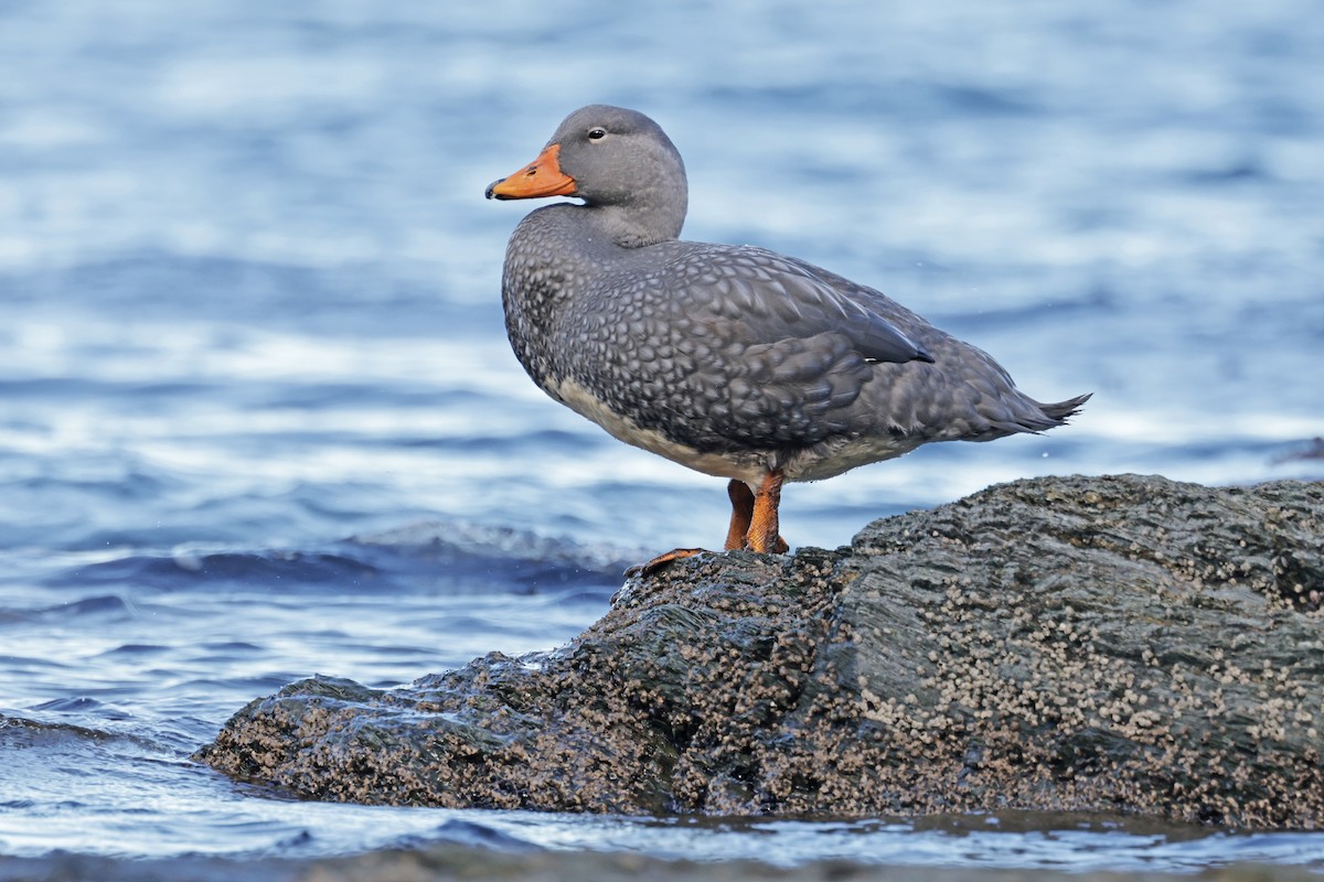 Flightless Steamer-Duck - ML616954357