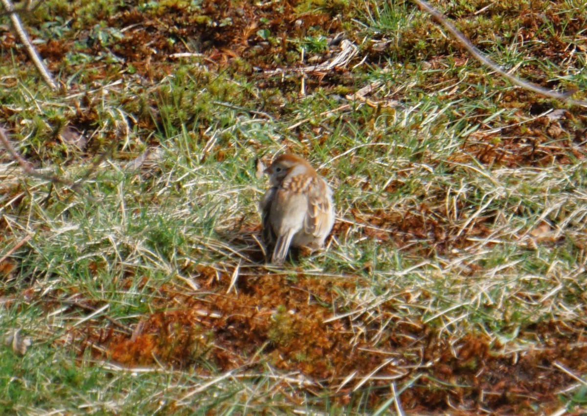 Field Sparrow - ML616954381