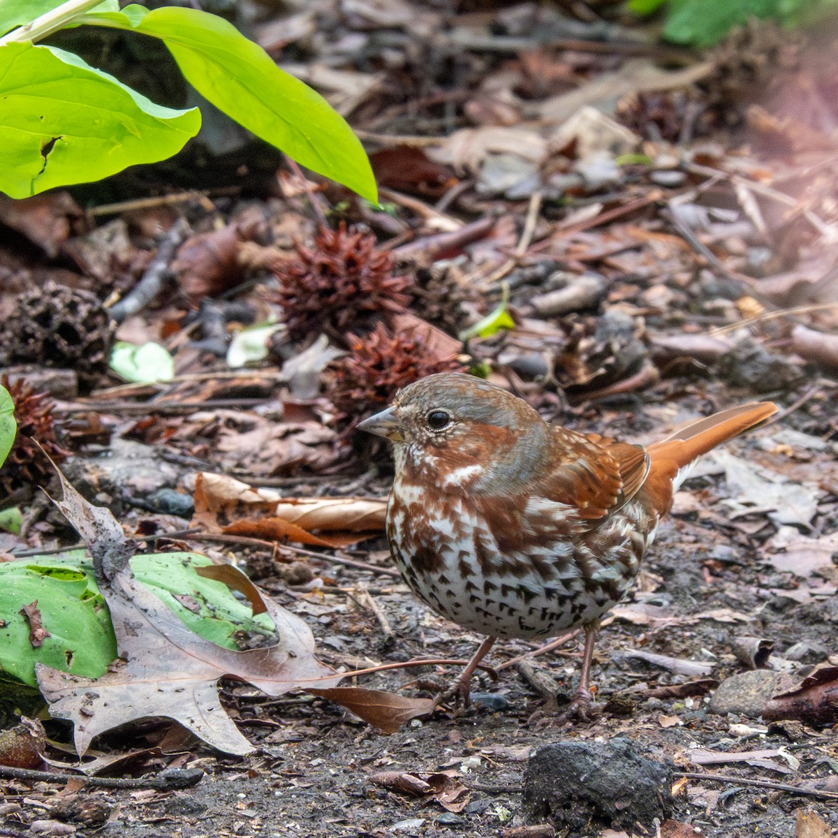 Fox Sparrow - ML616954413